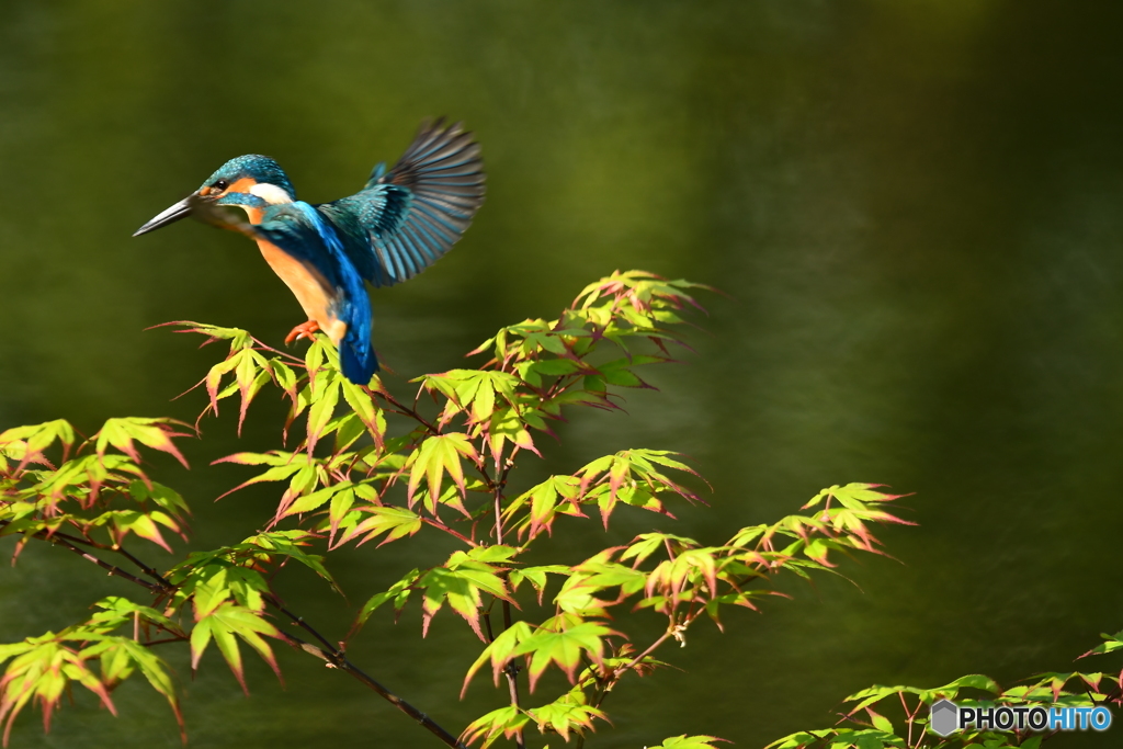 紅葉とカワセミ