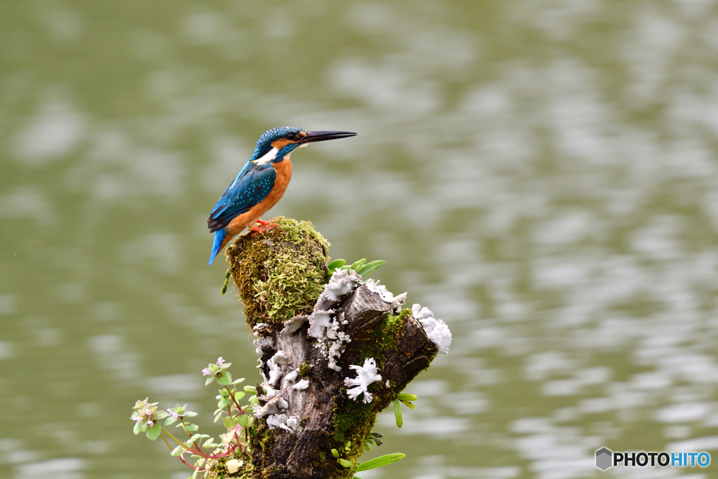 コケとカワセミ