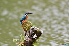 コケとカワセミ