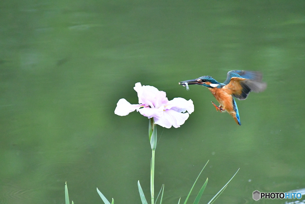 花ショウブとカワセミ