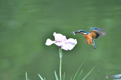 花ショウブとカワセミ