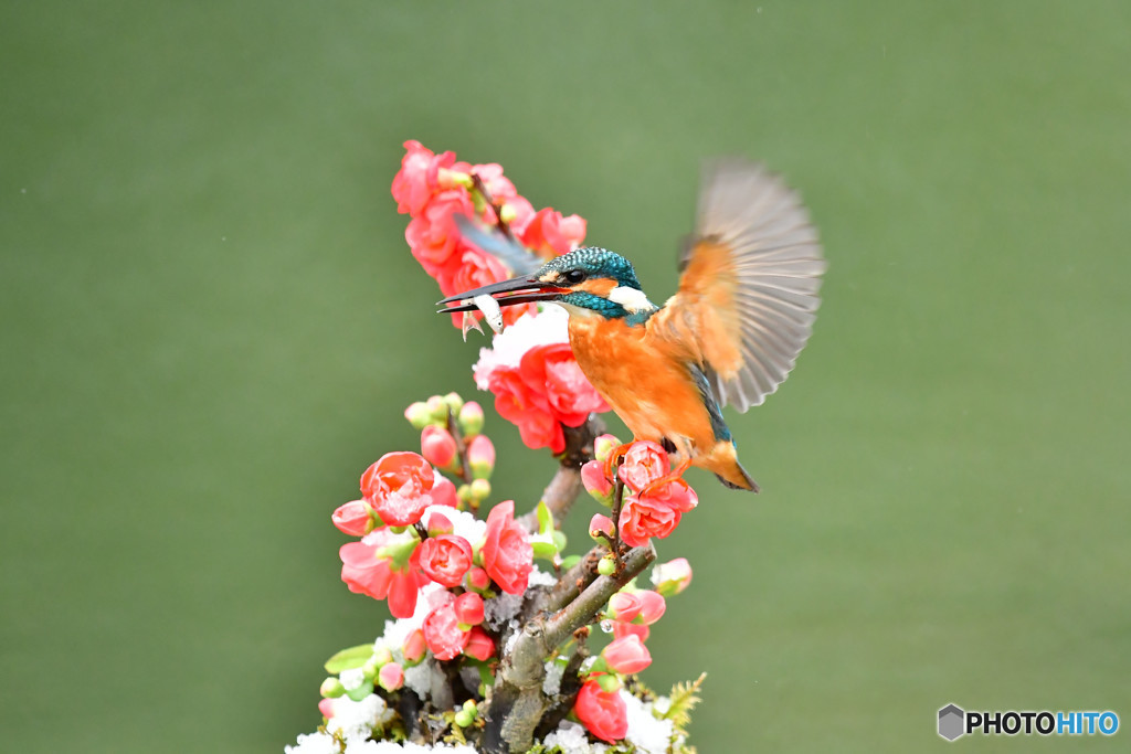 ボケの花とカワセミ