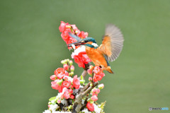 ボケの花とカワセミ
