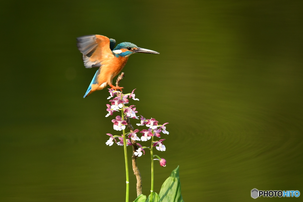 エビネとカワセミ
