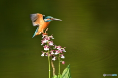 エビネとカワセミ
