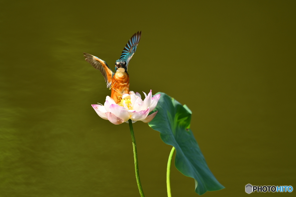 ハスとカワセミ