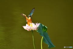 ハスとカワセミ