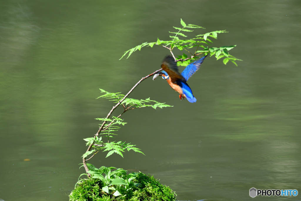 ハゼノキとカワセミ