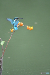 マメガキとカワセミ