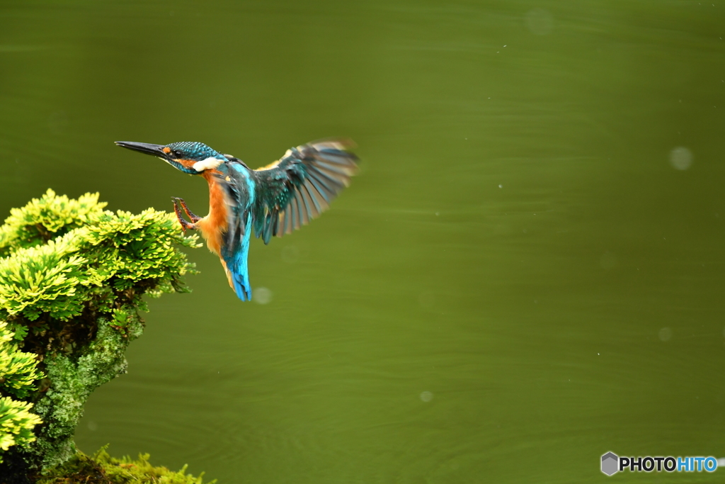 岩松とカワセミ