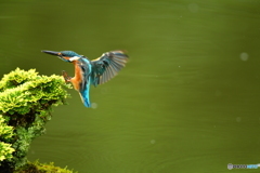 岩松とカワセミ