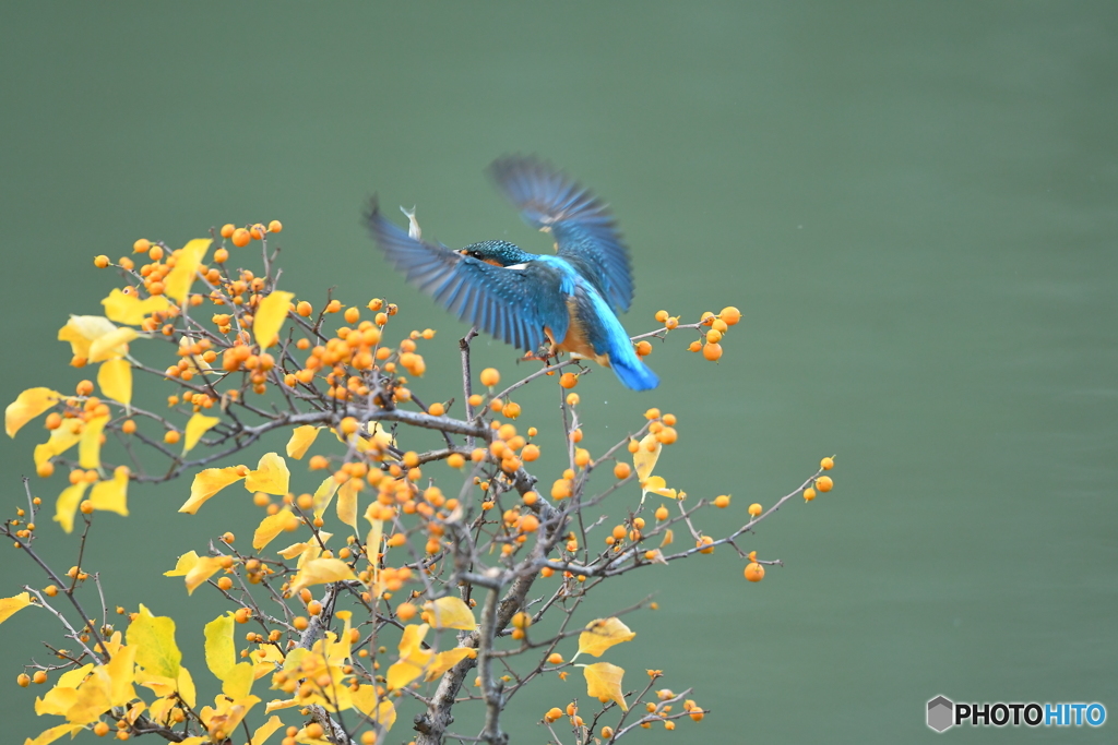 ツルウメモドキとカワセミ