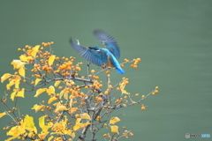 ツルウメモドキとカワセミ