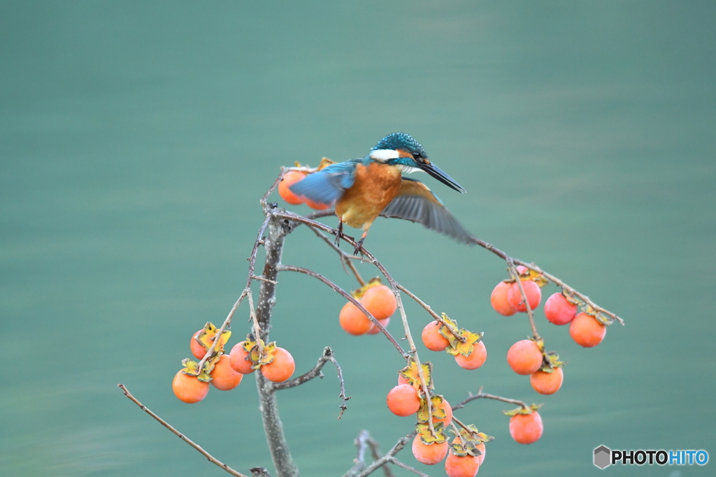 マメガキとカワセミ