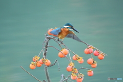 マメガキとカワセミ