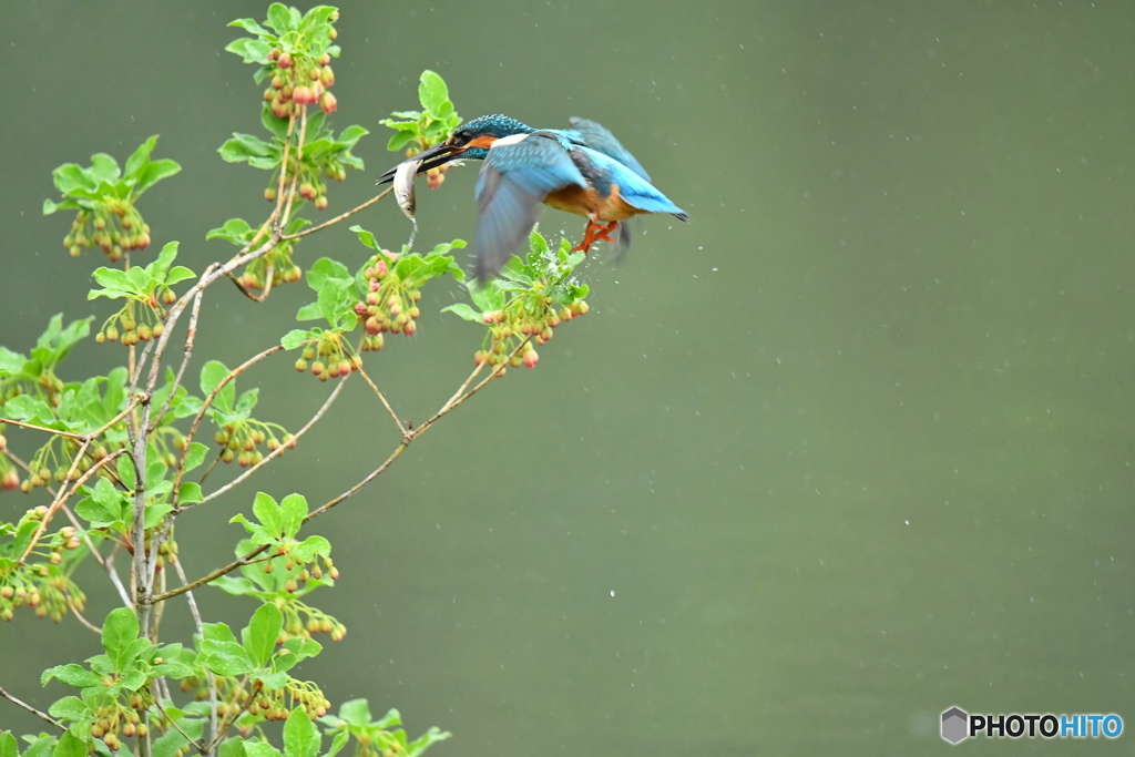 更紗ドウタンとカワセミ
