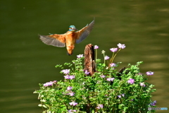 レンゲソウとカワセミ