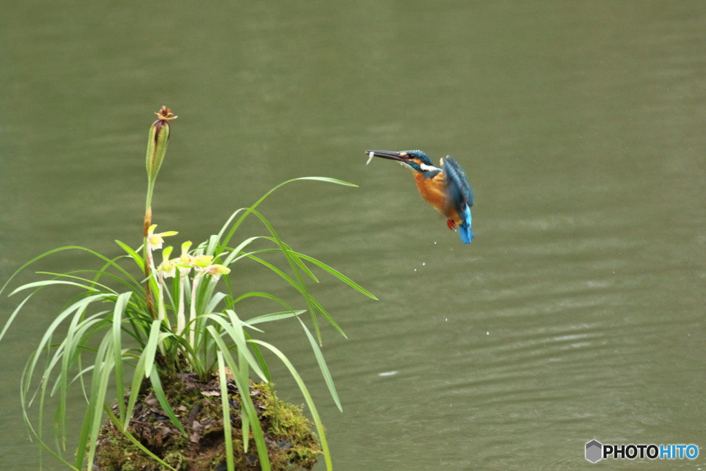春蘭とカワセミ