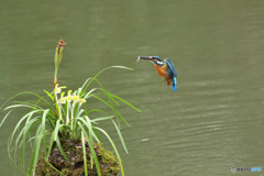 春蘭とカワセミ