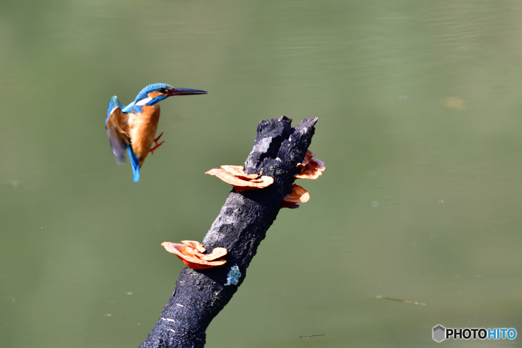 キノコとカワセミ