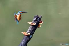 キノコとカワセミ