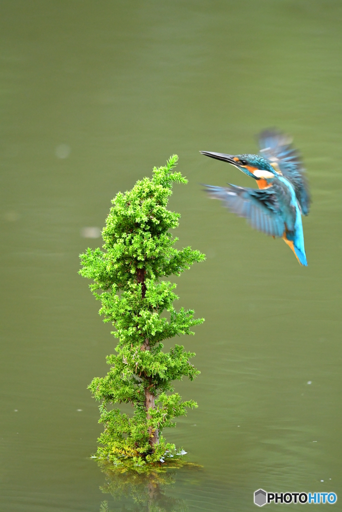 スギとカワセミ