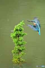 スギとカワセミ