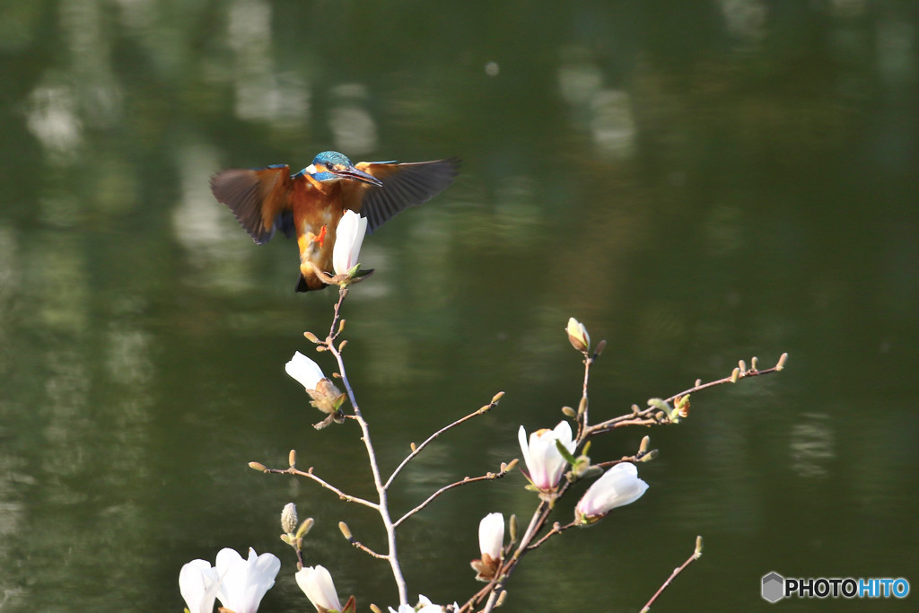 コブシとカワセミ
