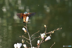 コブシとカワセミ