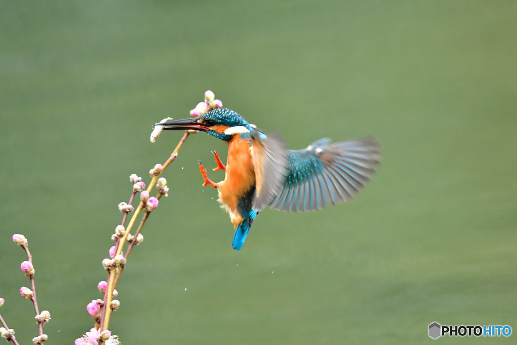 桃の花とカワセミ