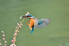 桃の花とカワセミ