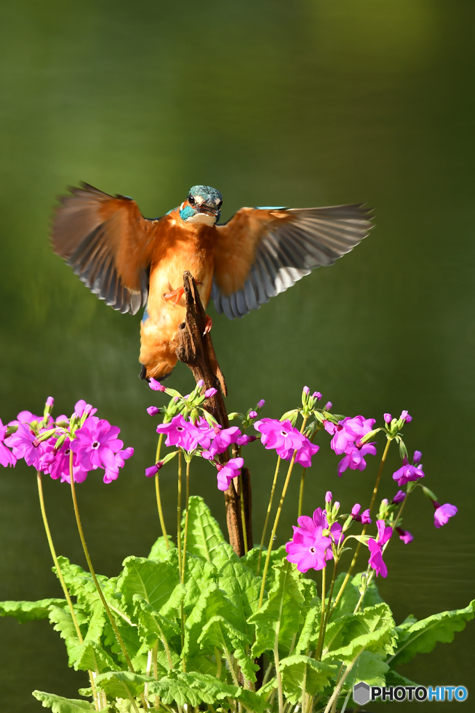 日本桜草とカワセミ