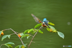 マメガキとカワセミ