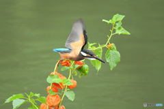 ホオズキとカワセミ