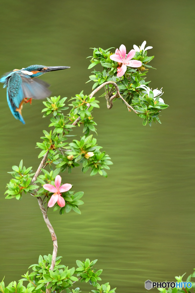サツキとカワセミ