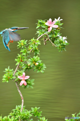 サツキとカワセミ