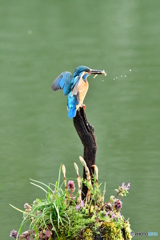 土筆とカワセミ