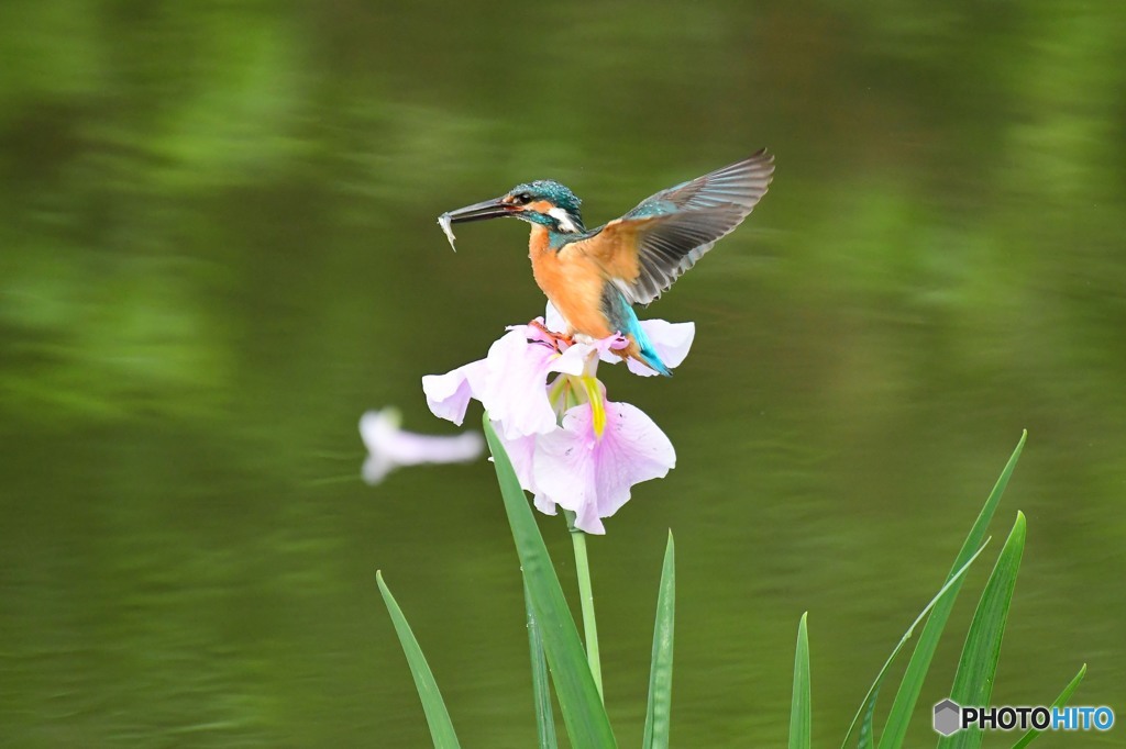 ハナショウブとカワセミ