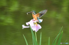 ハナショウブとカワセミ