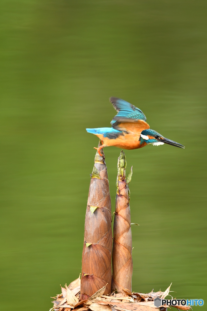 淡竹とカワセミ