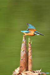 淡竹とカワセミ