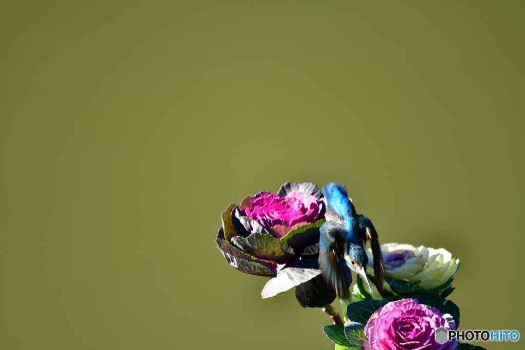 葉牡丹とカワセミ