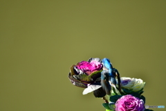 葉牡丹とカワセミ