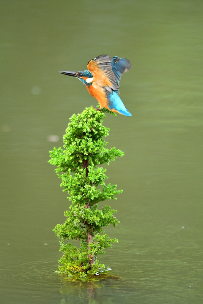スギとカワセミ