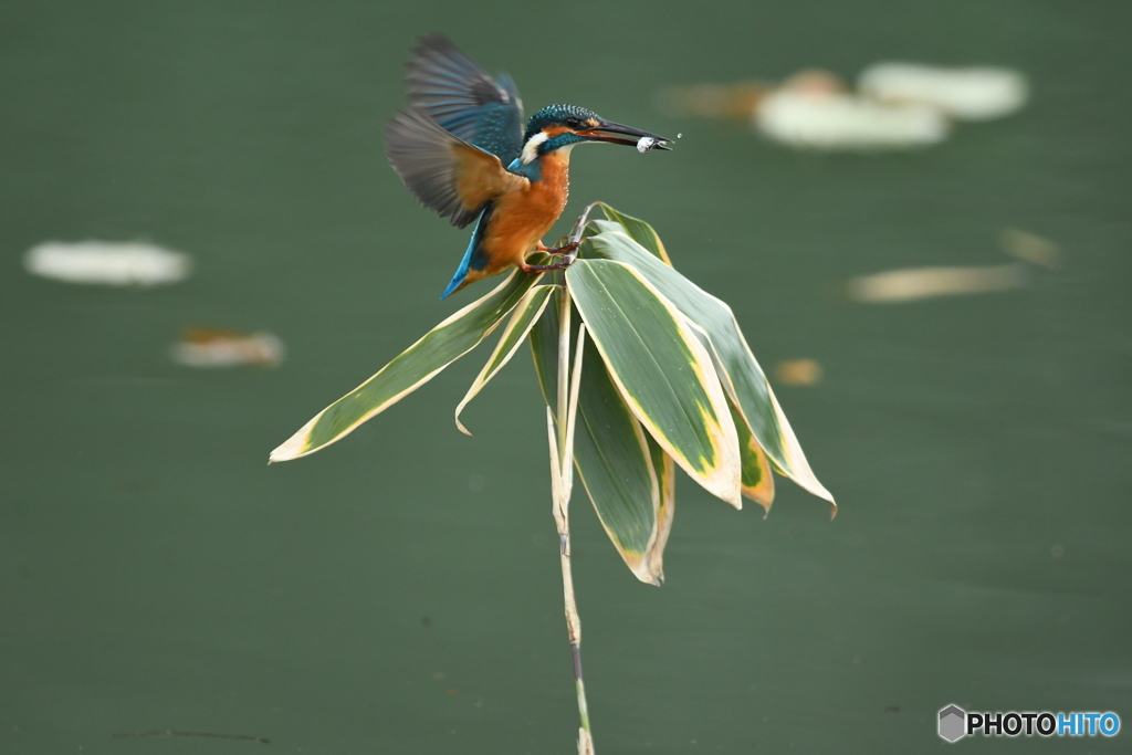 クマザサとカワセミ