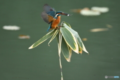 クマザサとカワセミ