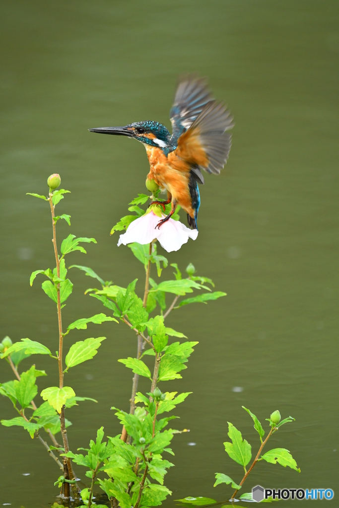 ムクゲとカワセミ