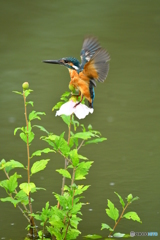 ムクゲとカワセミ