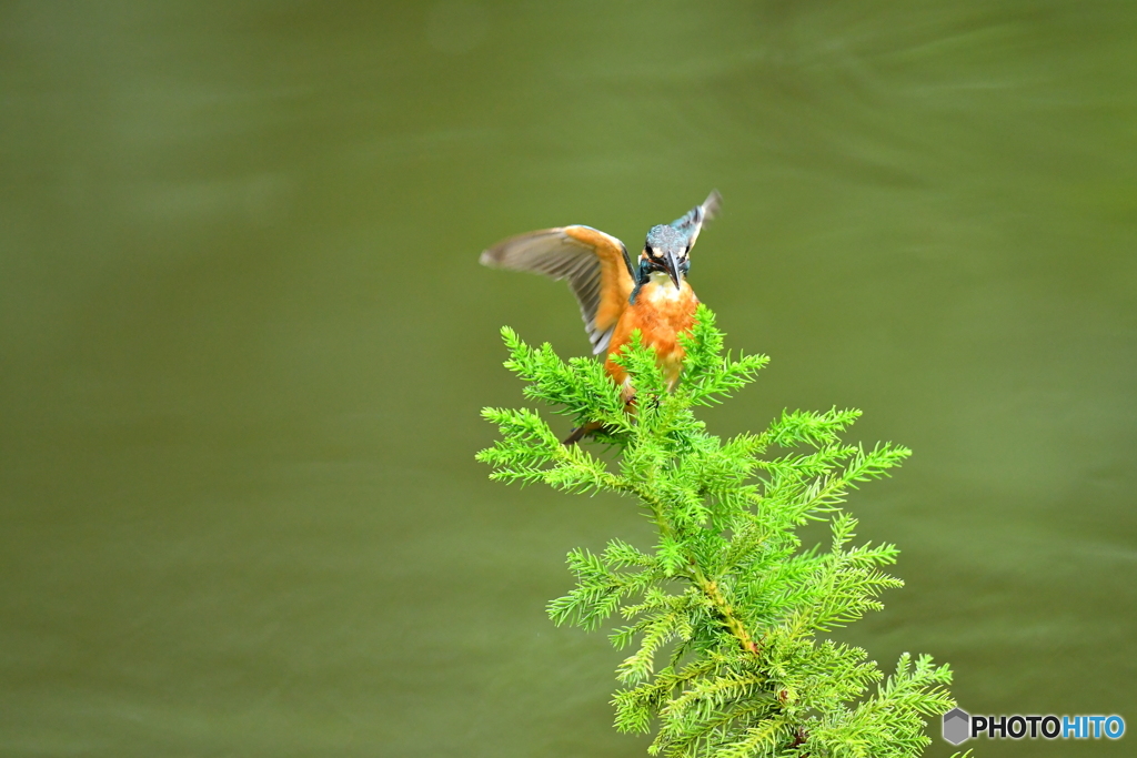 スギとカワセミ