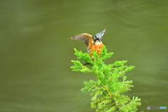 スギとカワセミ